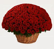 Премиум букет из: Розы в Красном Яре Астраханской области